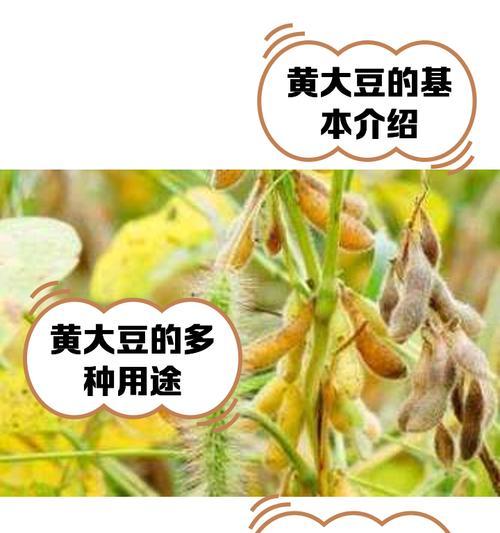 大豆黄叶病的原因与治疗（寻找治疗大豆黄叶病的有效方法）