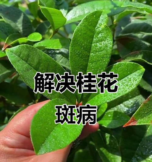 防治技术与方法，让你的桂花树健康成长（掌握这些关键知识，让病虫害无处藏身）