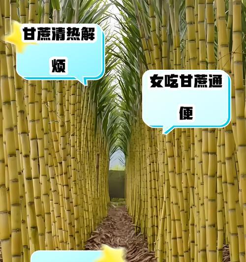 甘蔗吃多了会上火吗？答案在这里（科学证明，甘蔗不会让你上火！）
