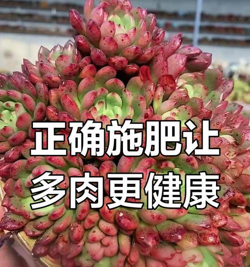 多肉花施肥全攻略（掌握这些方法，让你的多肉花茁壮成长）