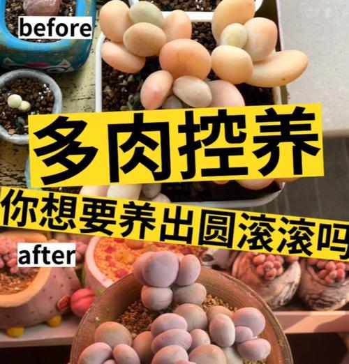 多肉花施肥全攻略（掌握这些方法，让你的多肉花茁壮成长）