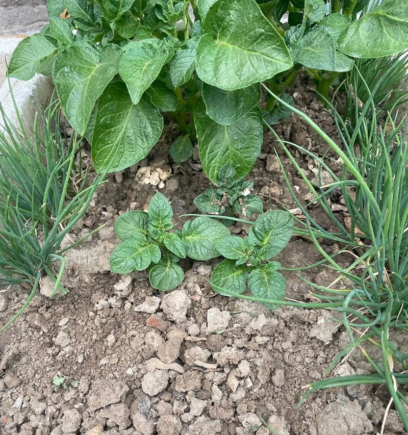 洋芋的生长期有多长时间？（洋芋生长的过程和注意事项）