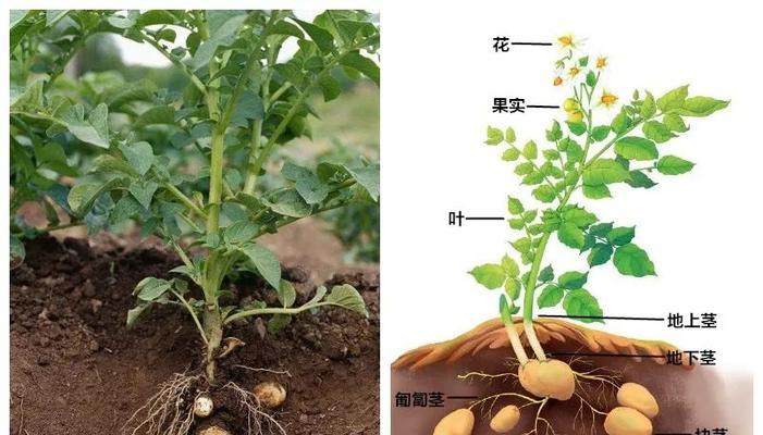 洋芋的生长期有多长时间？（洋芋生长的过程和注意事项）