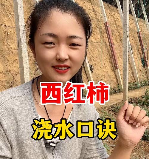番茄如何科学浇水（掌握正确浇水原则，让番茄更健康成长）