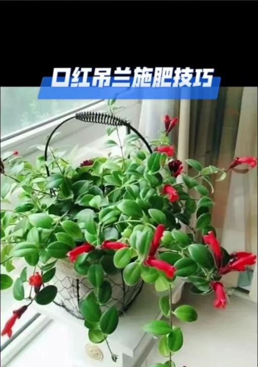 甜瓜喜阴还是喜阳？——探讨甜瓜生长的光照需求（甜瓜适合在哪种光照环境下生长？）