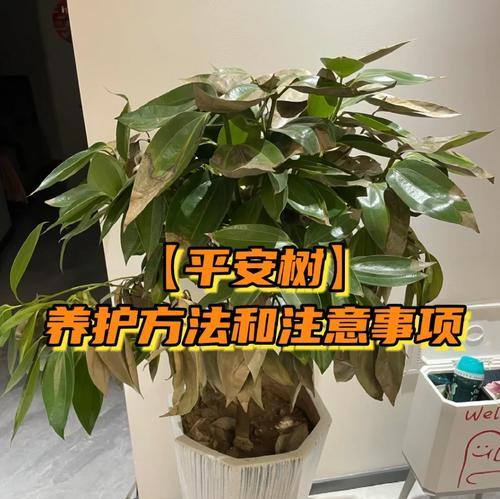 甜瓜喜阴还是喜阳？——探讨甜瓜生长的光照需求（甜瓜适合在哪种光照环境下生长？）
