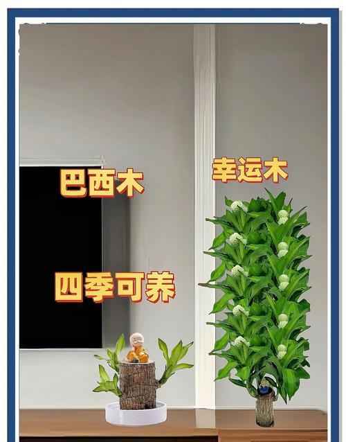 巧克力之树——巴西木的养殖方法和注意事项（掌握巴西木的生长规律，助力丰收）