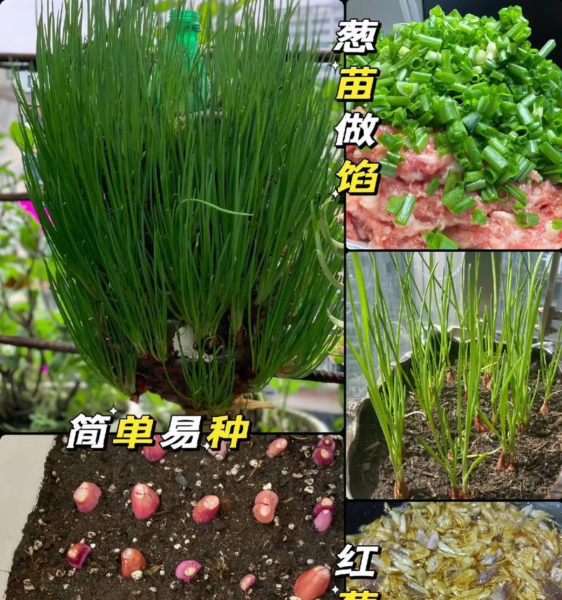 大葱的生长周期（探秘大葱生长的秘密，了解生长周期）