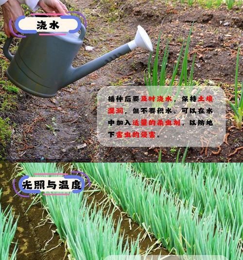 大葱的生长周期（探秘大葱生长的秘密，了解生长周期）