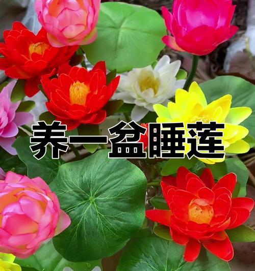 睡莲不是藻类植物！（揭秘睡莲的真正身份）