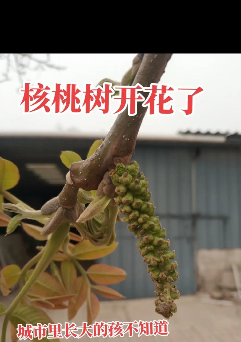 核桃树的生长与果实成熟周期（探秘核桃树开花结果的时节及特点）
