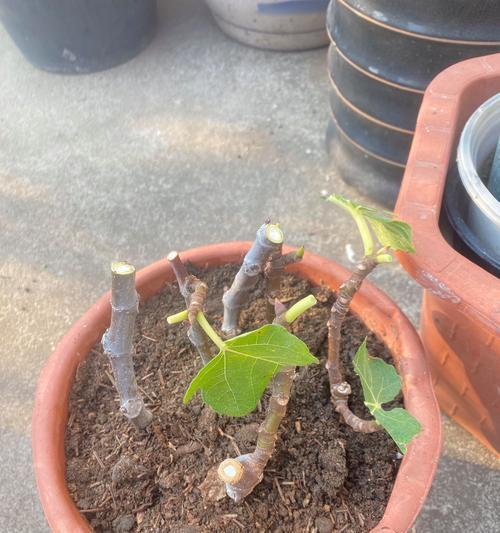 无花果剪枝时间与技巧（春季剪枝，让无花果长得更健康）