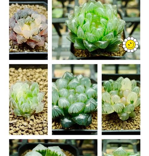 十二卷会开花了吗？探究其开花现象