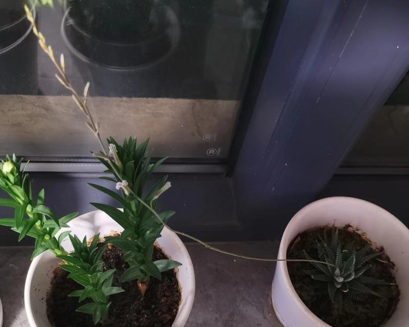 十二卷会开花了吗？探究其开花现象
