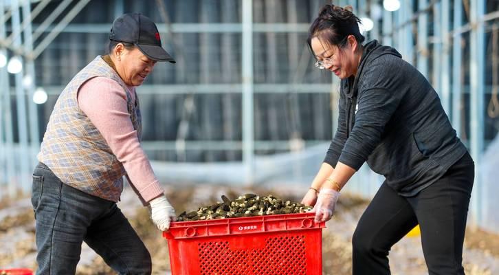 羊肚菌种植条件分析（适合何种地方种植？）