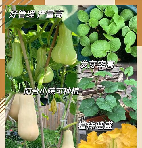 南瓜播种时间的选择（掌握南瓜生长规律，选对播种时间）