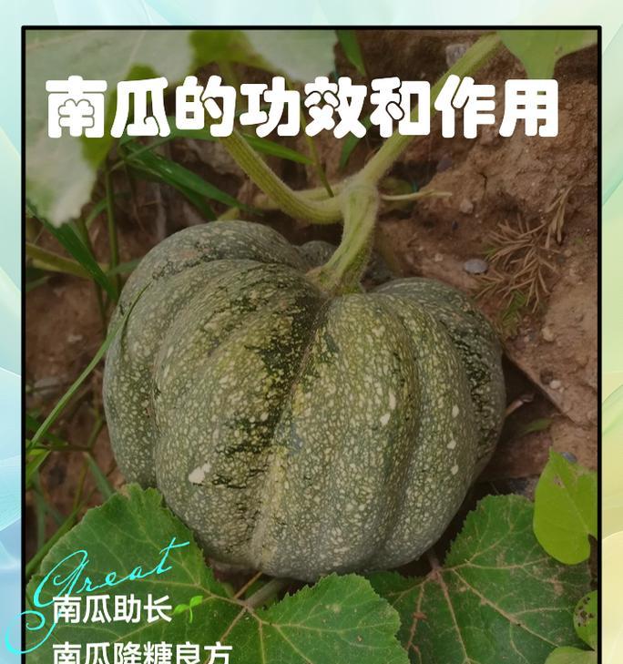 南瓜播种时间的选择（掌握南瓜生长规律，选对播种时间）