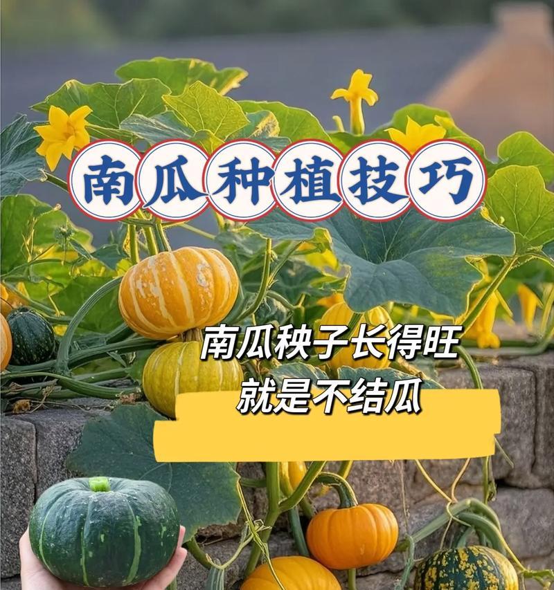 南瓜播种时间的选择（掌握南瓜生长规律，选对播种时间）