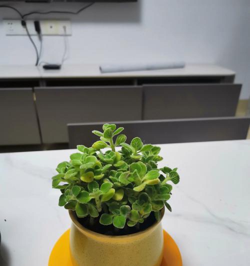 探秘碰碰香，了解这种神奇的植物（发现碰碰香的外貌、栽培和药用价值）