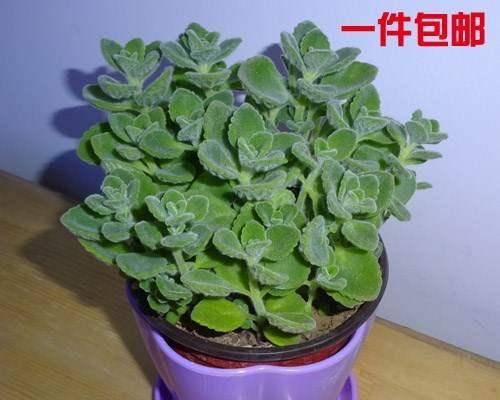 探秘碰碰香，了解这种神奇的植物（发现碰碰香的外貌、栽培和药用价值）