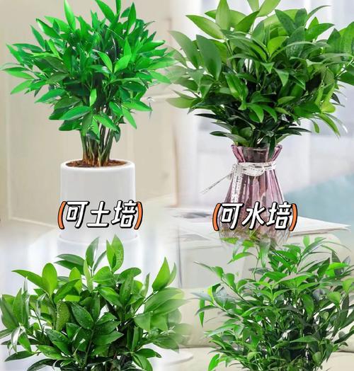 阳台养护（宜护宜养的植物放阳台）