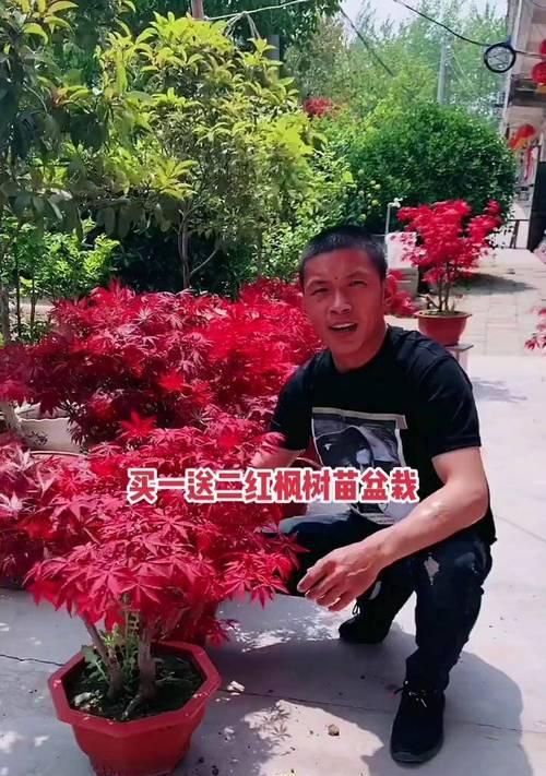 红枫盆栽的全面指南（从选择品种到养护技巧，让你轻松拥有一棵美丽的红枫）
