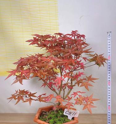 红枫盆栽的全面指南（从选择品种到养护技巧，让你轻松拥有一棵美丽的红枫）