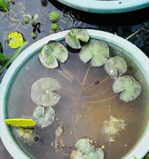 睡莲种植必须晒太阳（睡莲生长需要充足的阳光照射）
