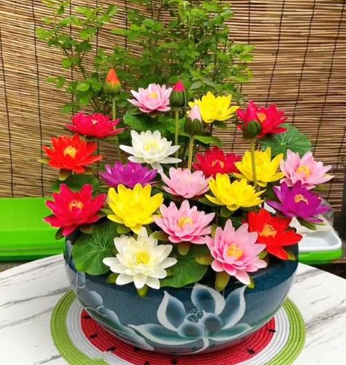 睡莲种植必须晒太阳（睡莲生长需要充足的阳光照射）