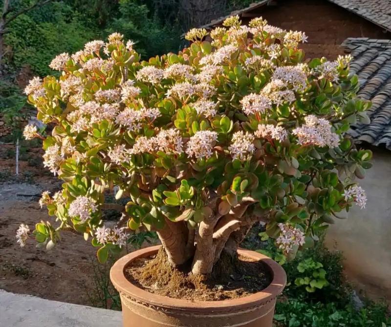 选购细高花盆，打造高雅空间（适合养什么花？如何搭配？如何维护？）