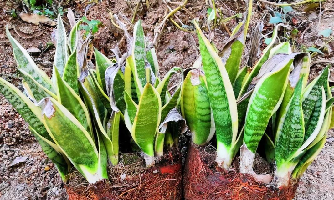 选购细高花盆，打造高雅空间（适合养什么花？如何搭配？如何维护？）