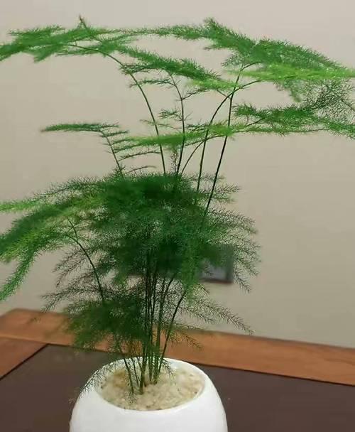 探秘家中的植物王国（15种常见的家居植物，如何护理和欣赏）