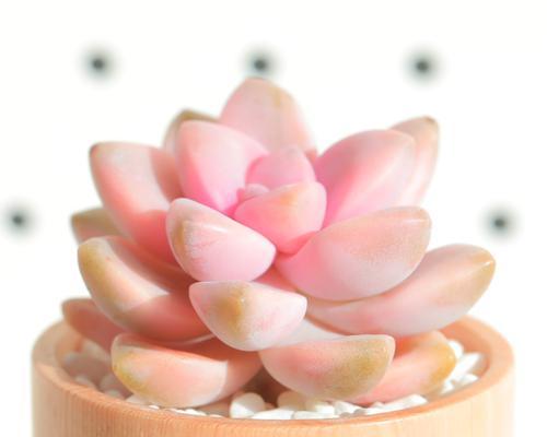 如何培育美杏锦的全景视觉效果（教你养好美杏锦，打造绚丽多彩的花园）