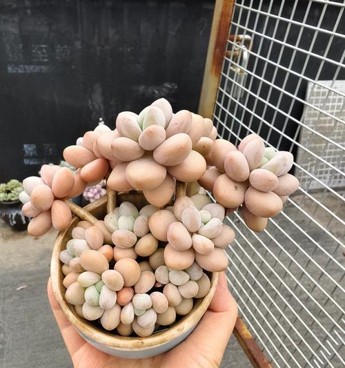 如何培育美杏锦的全景视觉效果（教你养好美杏锦，打造绚丽多彩的花园）