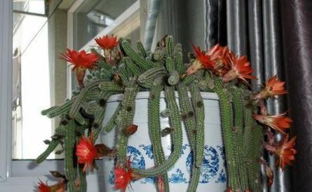 仙人指不开花的原因剖析（探究造成仙人指不开花的各种因素）