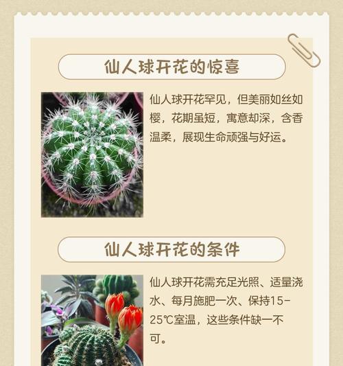 仙人指不开花的原因剖析（探究造成仙人指不开花的各种因素）