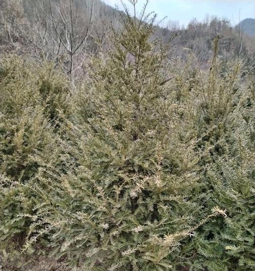 红豆杉，这种好养活的植物（了解红豆杉的生长环境和养护技巧）