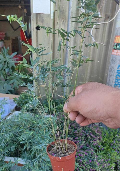 红豆杉，这种好养活的植物（了解红豆杉的生长环境和养护技巧）