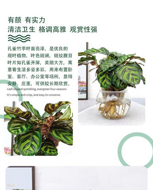 双线竹芋的水培和土培方式（水培还是土培好？——探讨双线竹芋的种植方法）