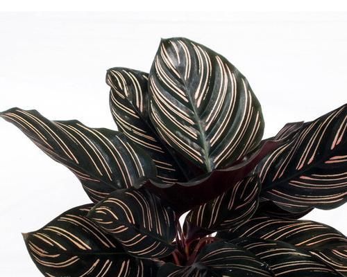 双线竹芋的水培和土培方式（水培还是土培好？——探讨双线竹芋的种植方法）