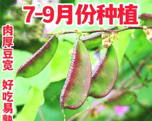 眉豆的最佳种植时间与方法（掌握种植眉豆的关键，开启丰收新篇章）