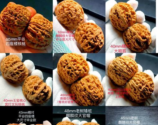 核桃成熟期及采摘时间（了解核桃的成熟特征，采摘时间掌握在手）