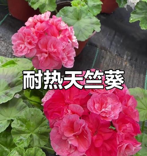 天竺葵喜欢阳光还是阴雨天？（揭秘天竺葵的生长习性和生态环境，带你掌握最佳种植方法）