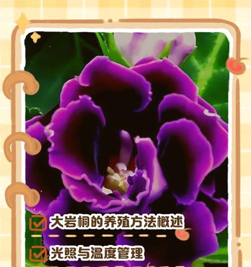 大岩桐的肥料管理（选用合适的肥料让大岩桐茁壮成长）