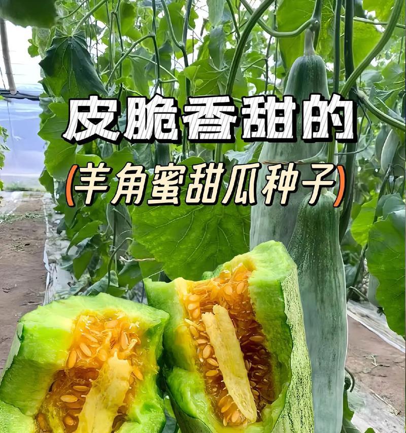 羊角蜜种子的营养价值与食用方法（探寻羊角蜜种子的营养成分及其对人体的好处）