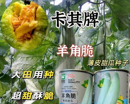 羊角蜜种子的营养价值与食用方法(探寻羊角蜜种子的营养成分及其对人体的好处) 羊角蜜种子的营养价值与食用方法(探寻羊角蜜种子的营养成分及其对人体的好处)