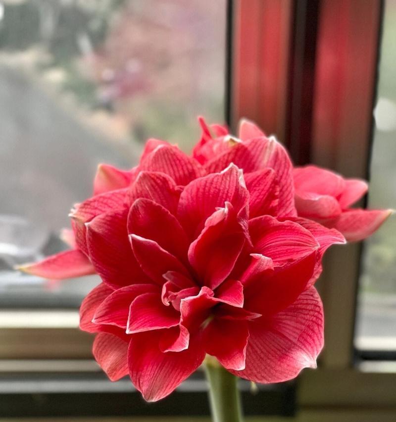 春节送什么花？