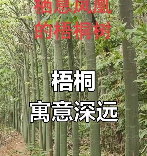 梧桐树的最佳种植时期剖析（探寻梧桐树的生态习性与种植技巧）