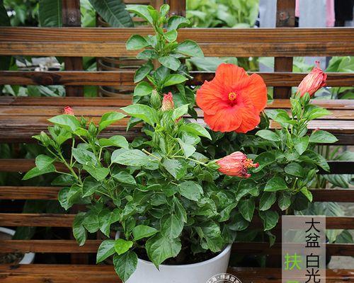 扶桑花不长叶子的解决方法（如何让扶桑花健康生长）
