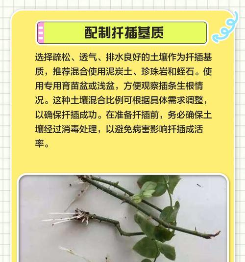 扶桑花不长叶子的解决方法（如何让扶桑花健康生长）